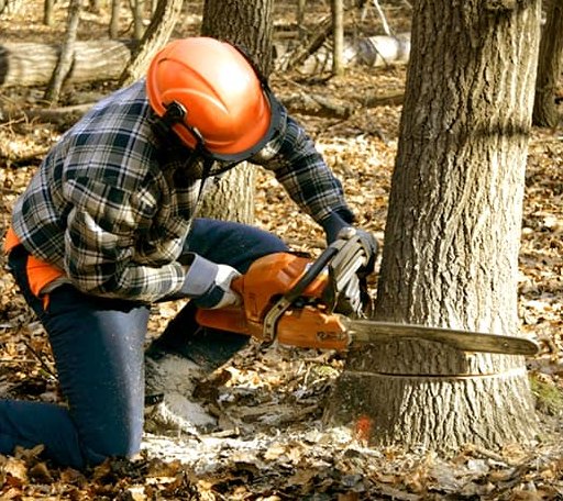 Tree Removal in Chaplin, CT